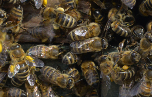 Honigbienen an der Beute